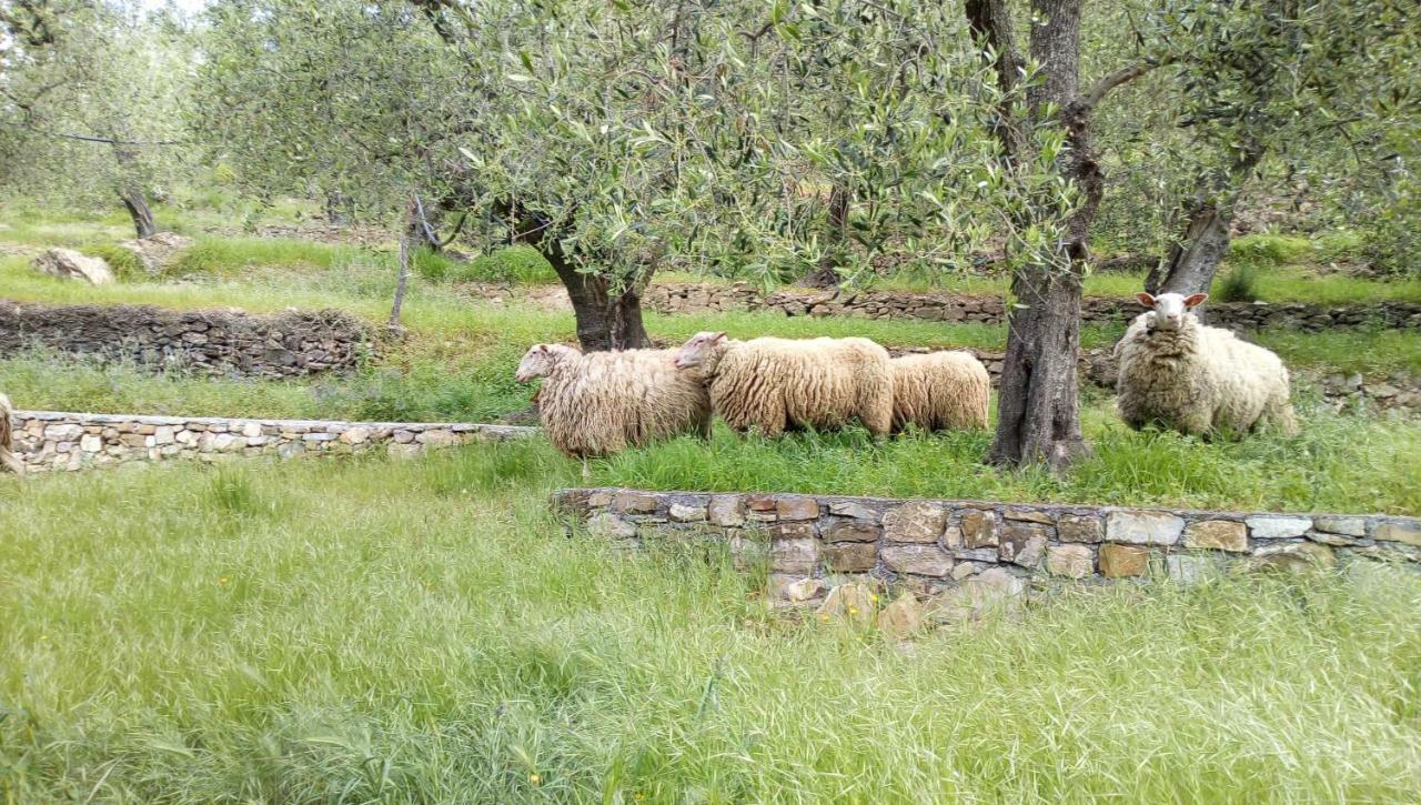 Agriturismo La Rocca San Bartolomeo Al Mare Luaran gambar